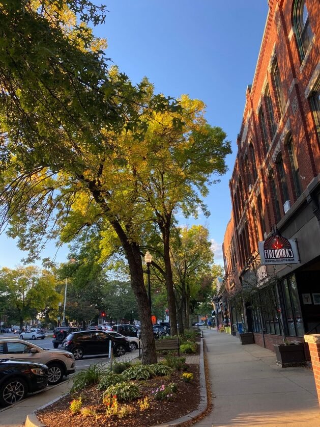 A tree on a sidewalk

Description automatically generated