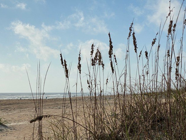 Long shot of tall grass on a beach

Description automatically generated