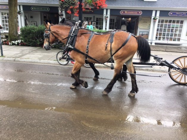 A horse pulling a carriage

Description automatically generated